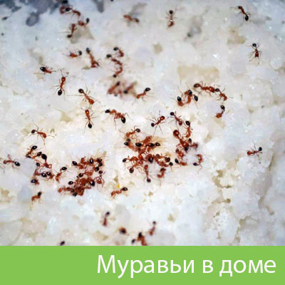 Муравьи в доме в Нижневартовске